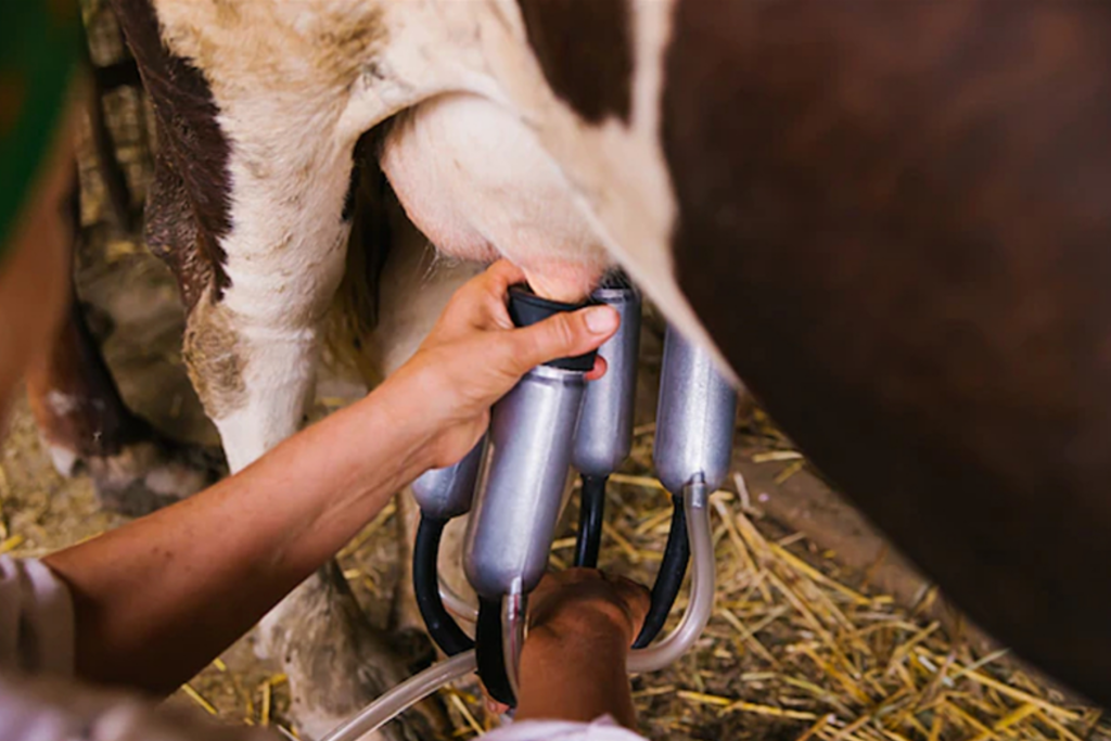 Fintech do agro registra salto de 167% no crédito para cadeia leiteira e projeta R$ 1 bilhão em 2026