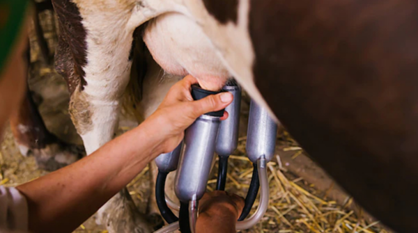 Fintech do agro registra salto de 167% no crédito para cadeia leiteira e projeta R$ 1 bilhão em 2026