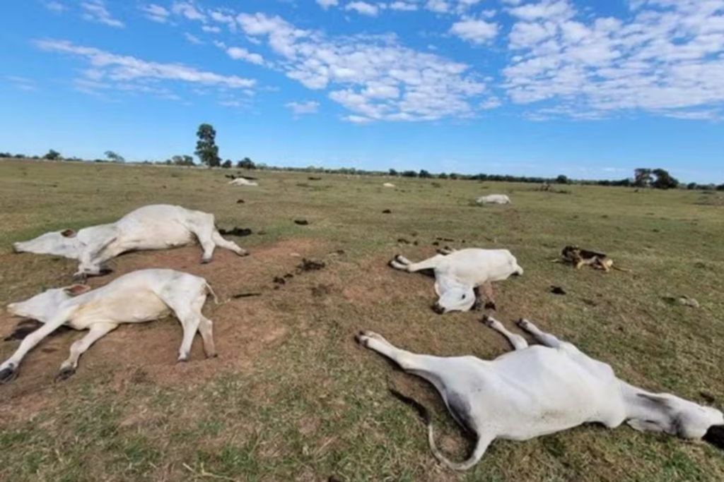 Frio intenso provoca a morte de mais de 80 bovinos em propriedades rurais de Mato Grosso do Sul