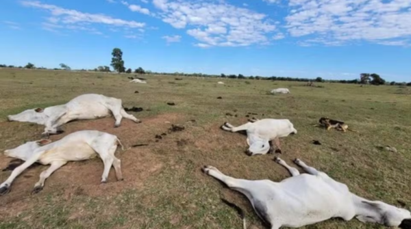 Frio intenso provoca a morte de mais de 80 bovinos em propriedades rurais de Mato Grosso do Sul