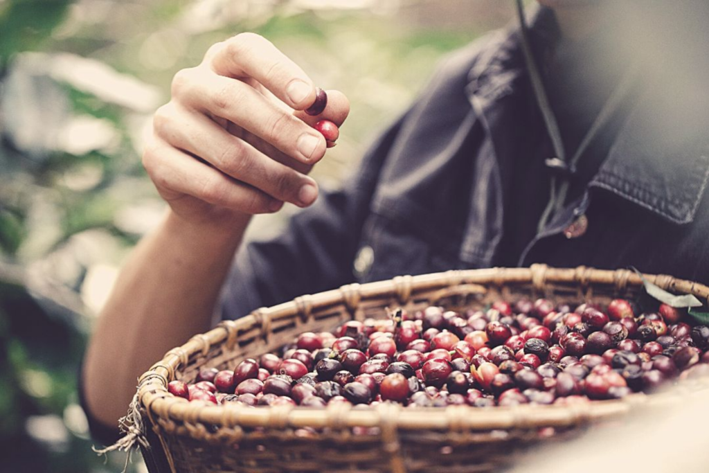 Com clima favorável, produção brasileira de café deve atingir recorde histórico na safra 2026/27