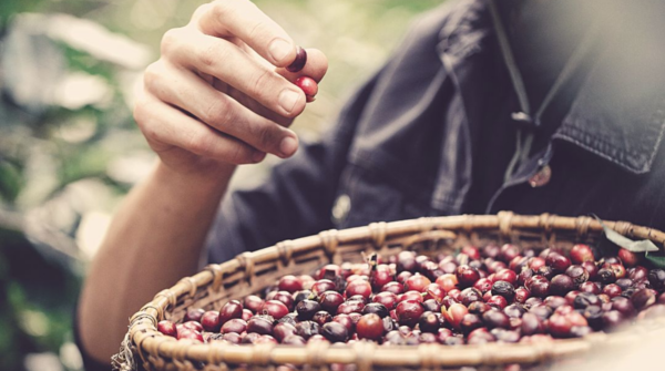 Com clima favorável, produção brasileira de café deve atingir recorde histórico na safra 2026/27