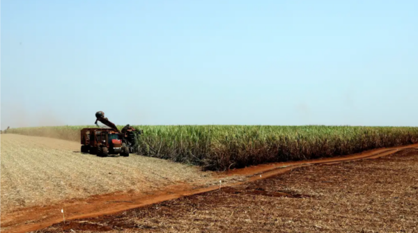 El Niño pode provocar nova disparada nos preços do café, cacau e açúcar, alertam especialistas