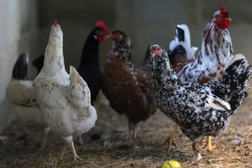 Onda de calor na França provoca mortes de aves e leva governo a adotar medidas emergenciais no campo