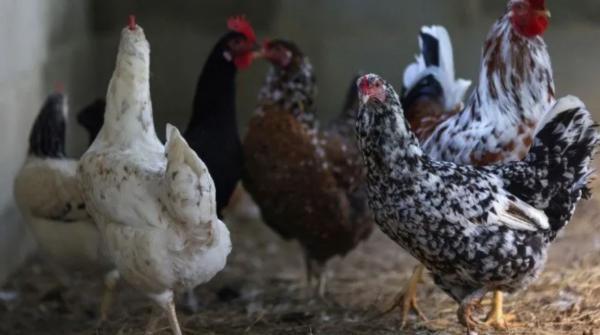 Onda de calor na França provoca mortes de aves e leva governo a adotar medidas emergenciais no campo
