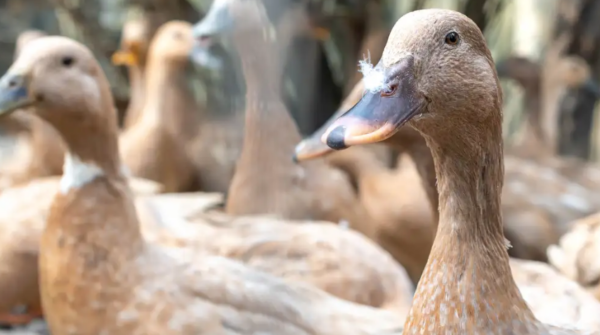 Nova lei proíbe produção e venda de foie gras e outros alimentos obtidos por alimentação forçada de animais