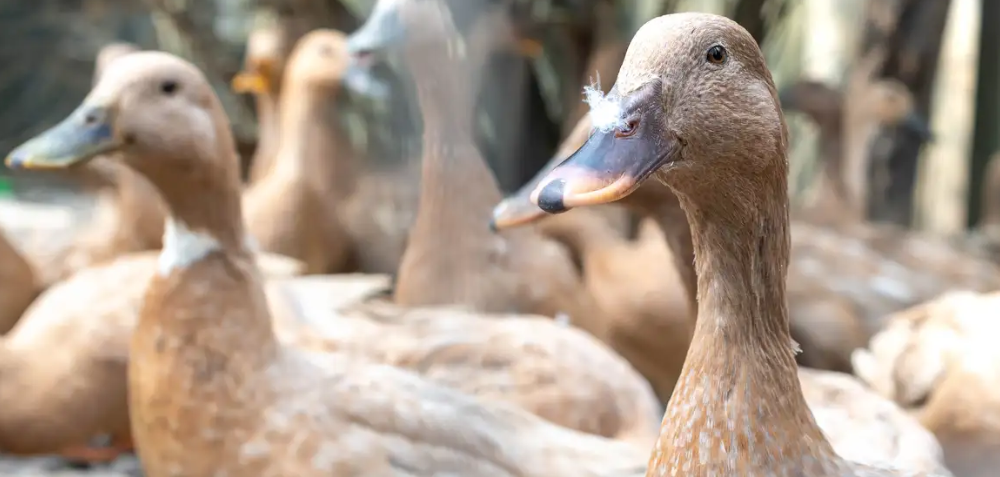 Nova lei proíbe produção e venda de foie gras e outros alimentos obtidos por alimentação forçada de animais