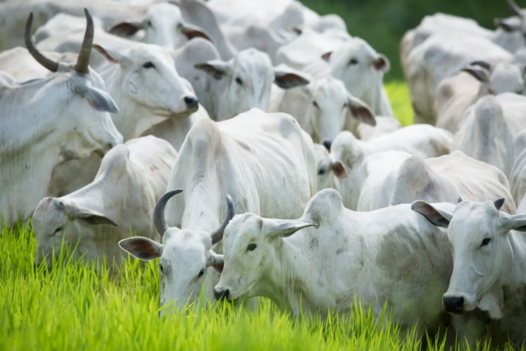 Brasil mantém diálogo com União Europeia sobre regras sanitárias para exportação de produtos de origem animal