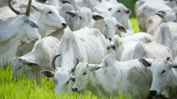 Brasil mantém diálogo com União Europeia sobre regras sanitárias para exportação de produtos de origem animal