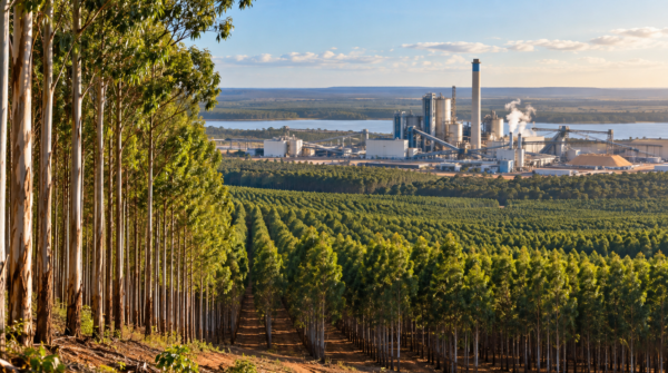 Produção florestal bate recorde de R$ 47,9 bilhões e Três Lagoas lidera ranking nacional