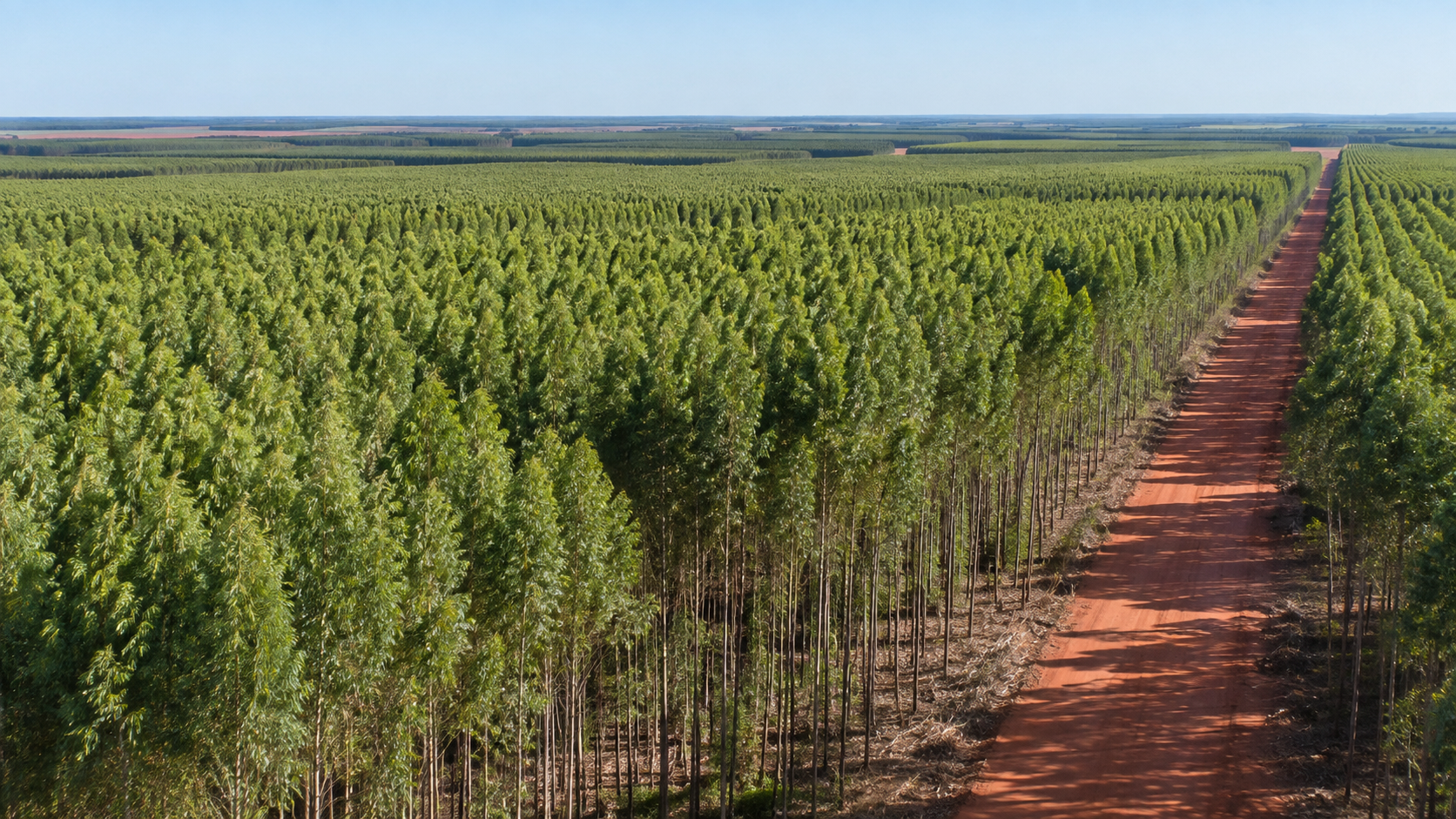 Produção florestal bate recorde de R$ 47,9 bilhões e Três Lagoas lidera ranking nacional