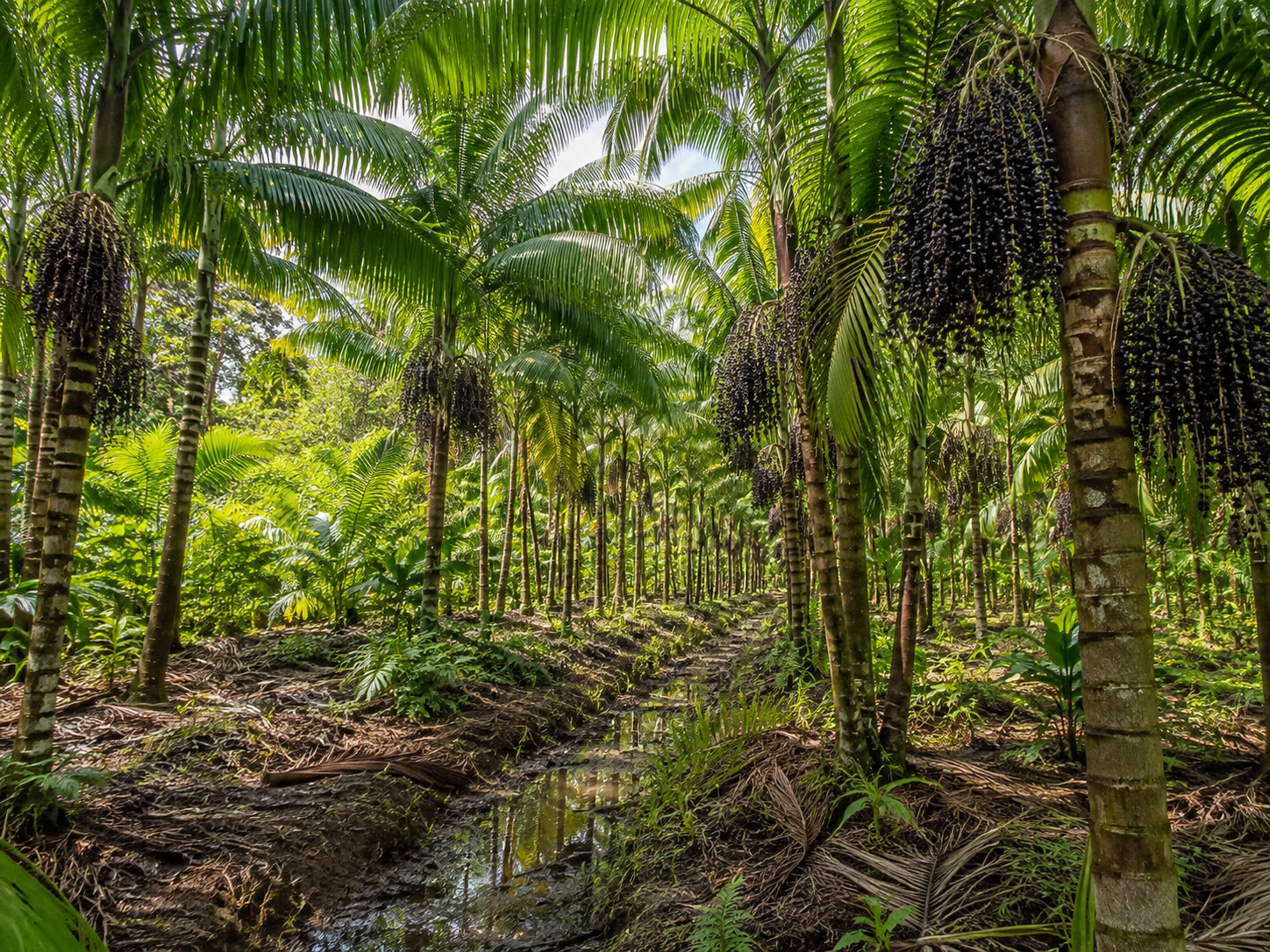 Produção florestal bate recorde de R$ 47,9 bilhões e Três Lagoas lidera ranking nacional